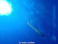 Olympus m 1030 SW by Iason Lambos 